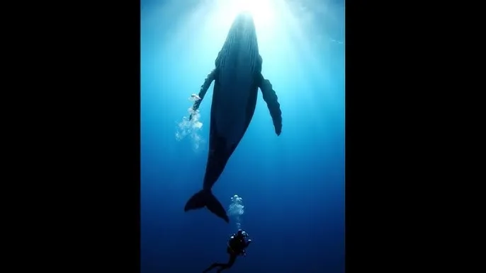 无人区在线影院免费高清 - 深蓝星球：探索海洋深处的未知世界